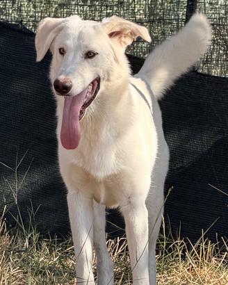 Gohan, cucciolone in ADOZIONE