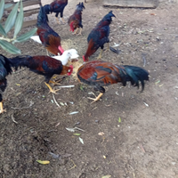 Gallo livornese collo d'oro