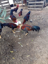 Gallo livornese collo d'oro