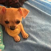 Cucciolo maschio ciwawa taglia piccola