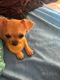 Cucciolo maschio ciwawa taglia piccola