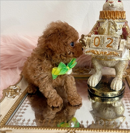 Barboncino due mesi mini e Toy