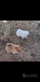 Cuccioli di spritz di pomerania