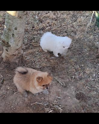 Cuccioli di spritz di pomerania