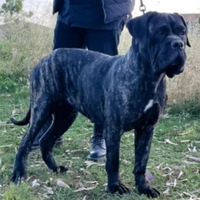 Cane corso