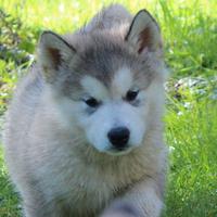 Alaskan malamute femmina
