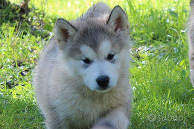 Alaskan malamute femmina