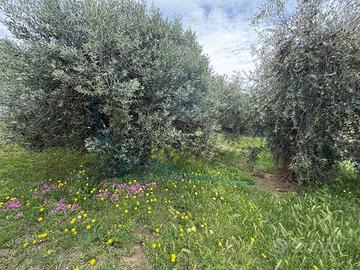 Appartamento di 145 m² con 5 locali a Rosignano Ma