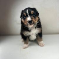 Cucciolo pastore australiano