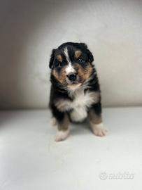 Cucciolo pastore australiano