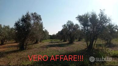 Terreno in agro di Cutrofiano fondo "metallo"