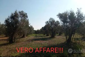 Terreno in agro di Cutrofiano fondo "metallo"