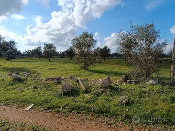 terreno agricolo 
