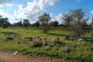 terreno agricolo 