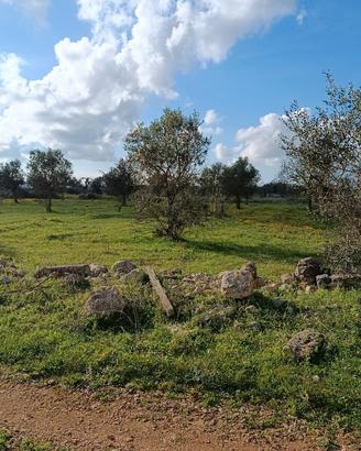 terreno agricolo 