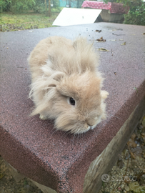 Coniglio testa di leone