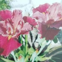 piante laghetto // palustri