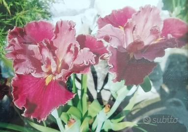 piante laghetto // palustri