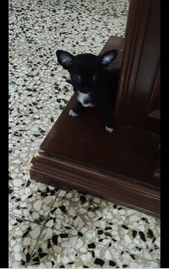 Okii chihuahua mini Toy con pedigree