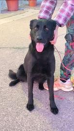 Clio cagnolina taglia media in adozione