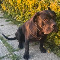 Cane corso