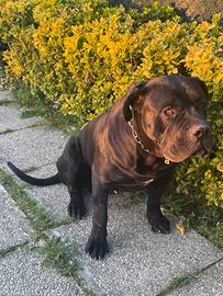 Cane corso