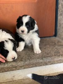 Border collie con pedigree