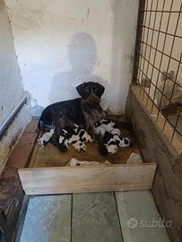 Cuccioli drahthaar