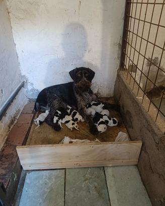 Cuccioli drahthaar