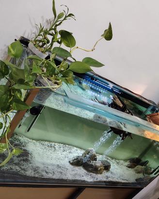 Acquario e tartarughe