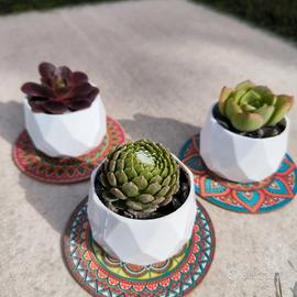 mini succulenti decorative in vaso