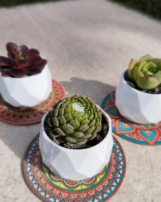 mini succulenti decorative in vaso