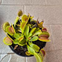  Piante carnivore Dionaea Muscipula 