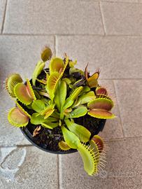  Piante carnivore Dionaea Muscipula 