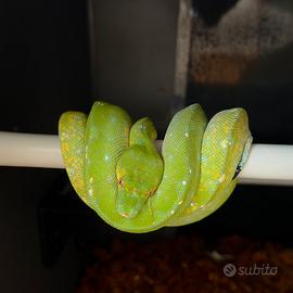 Morelia viridis Biak mite phase x Glaser line