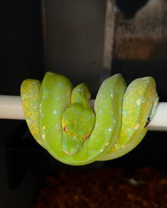 Morelia viridis Biak mite phase x Glaser line