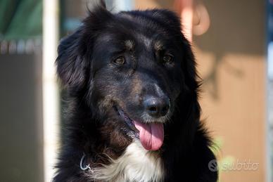 Adotta e se non puoi condividi