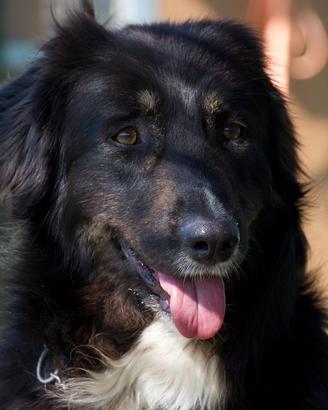 Adotta e se non puoi condividi