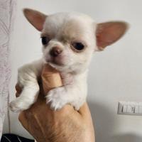 Cuccioli di chihuahua