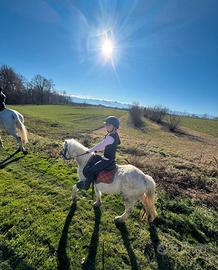 Pony Olandese castrone