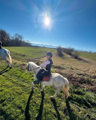 Pony Olandese castrone
