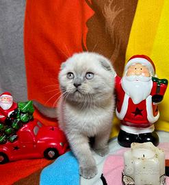 Scottish fold gattina femmina