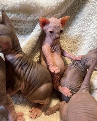 Sphynx TRASPORTO