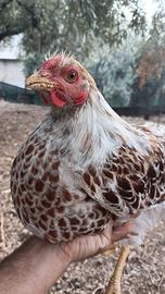 Galli e galline wyandotte