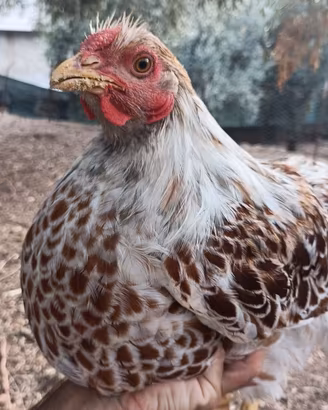 Galli e galline wyandotte