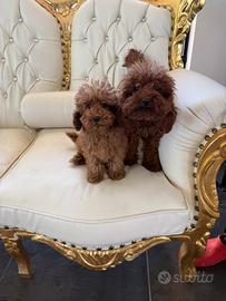 Barboncini toy e mini toy