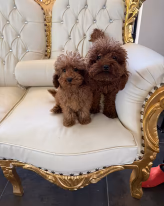 Barboncini toy e mini toy