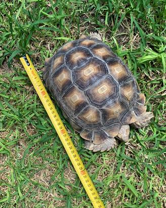 Tartaruga sulcata