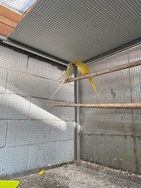 Partocchetti dal collare