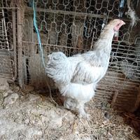 Galline ornamentali